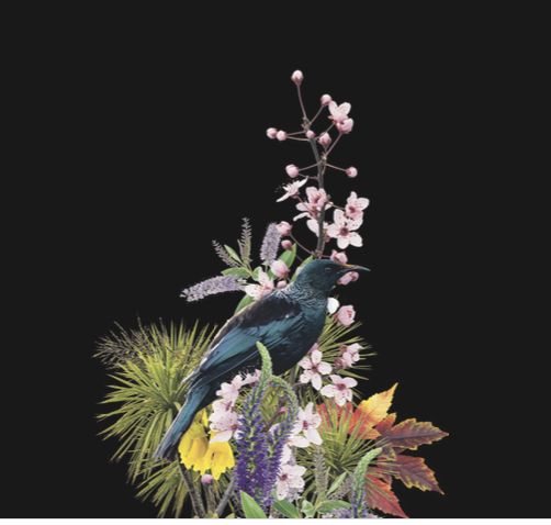 Tui sitting on NZ flowers - manuka etc